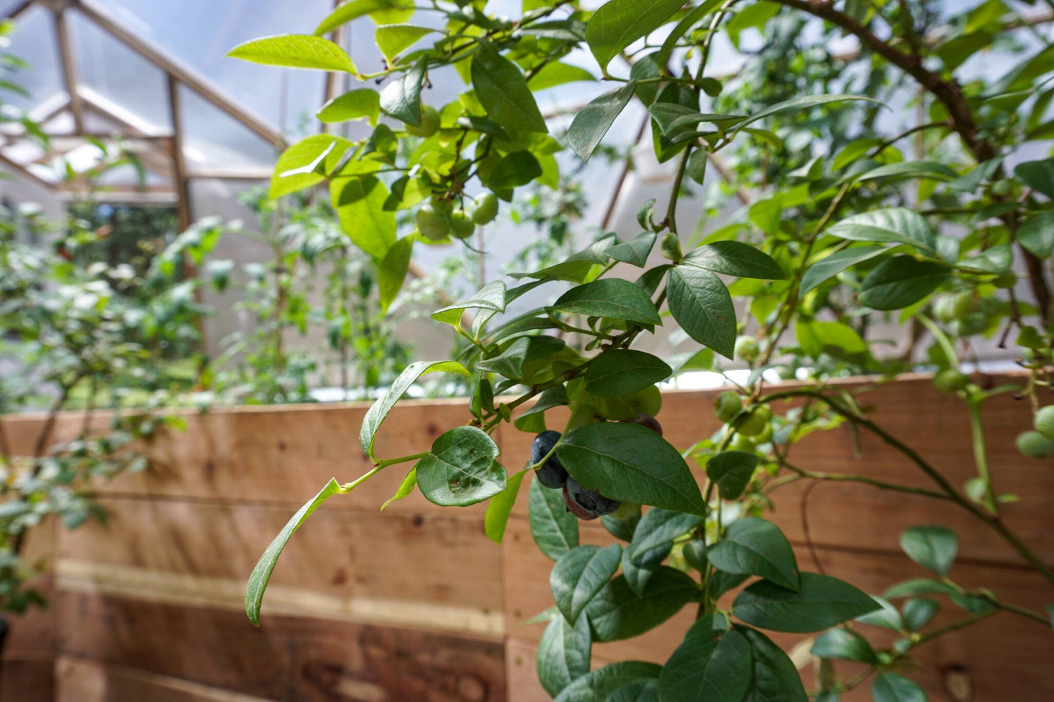 Growing Blueberries and Strawberries In a Greenhouse