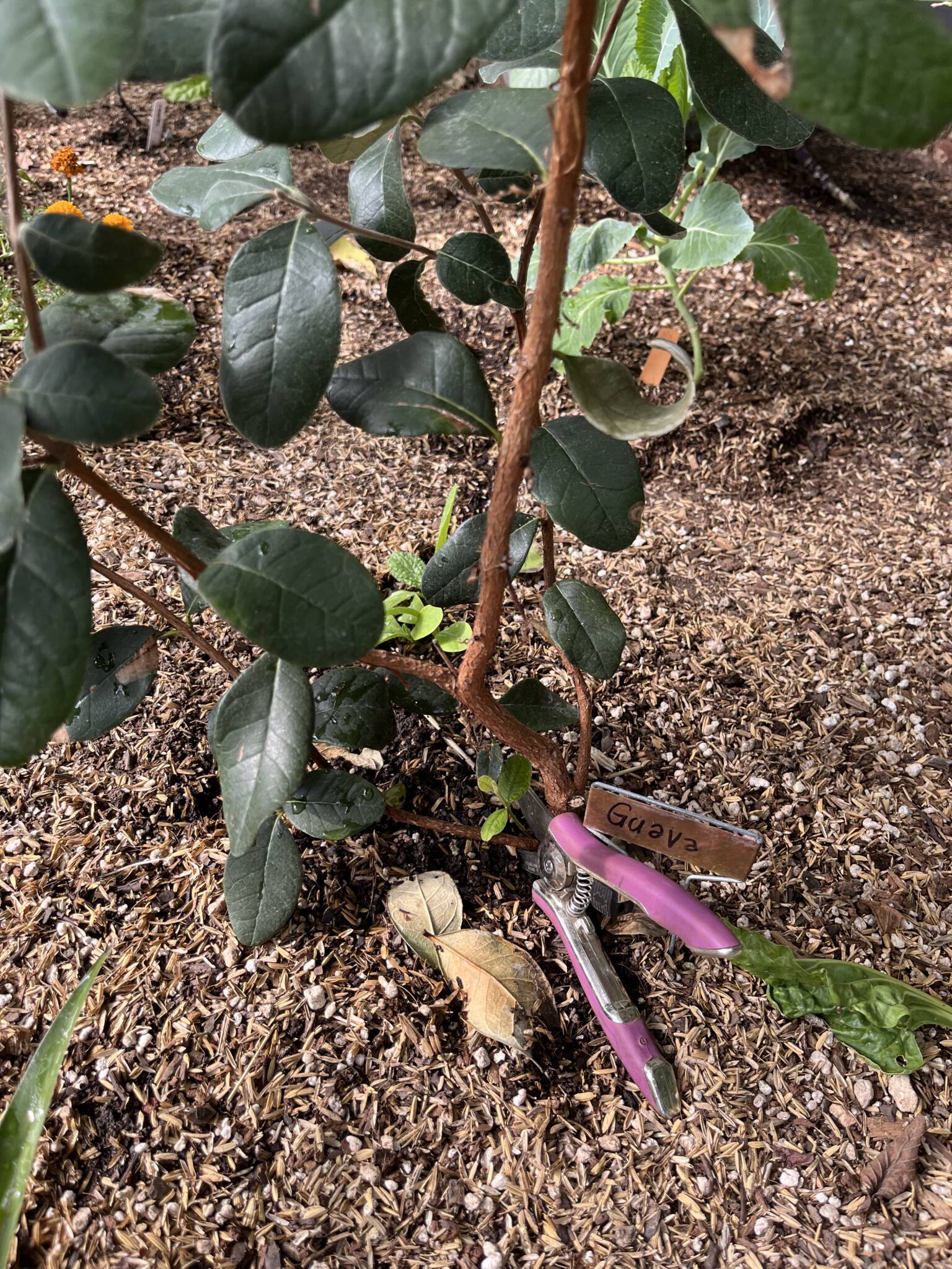 Guide to Growing Guava Trees in a Greenhouse YearRound