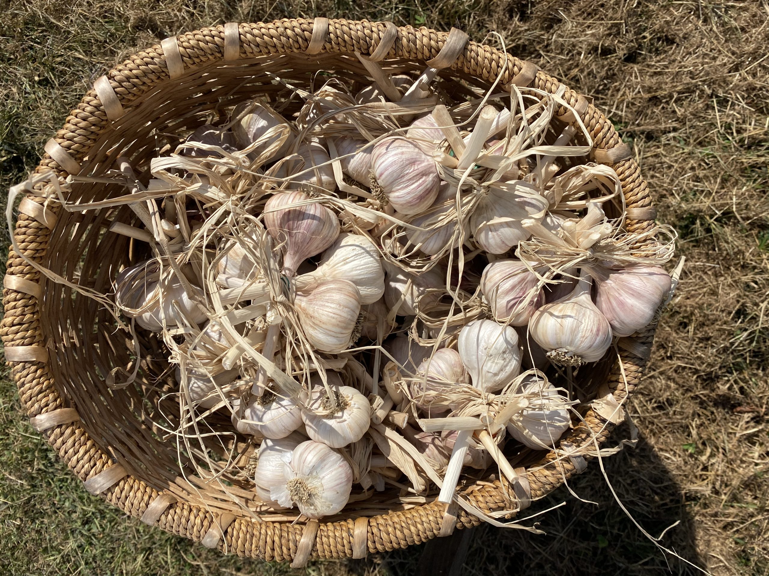 Garlic Sale Growing to Give