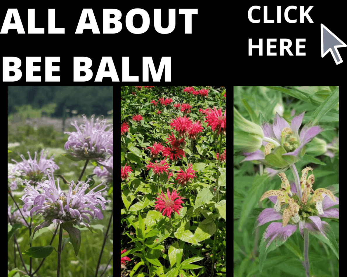 Spotted Bee Balm Facts, Identification, Grow & Care GrowIt BuildIT