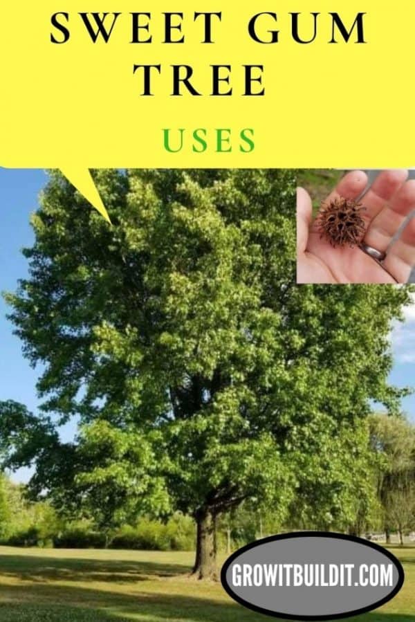Sweet Gum Tree Uses GrowIt BuildIT