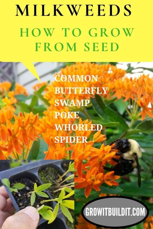How To Grow Milkweed From Seed Guide with Pictures GrowIt BuildIT