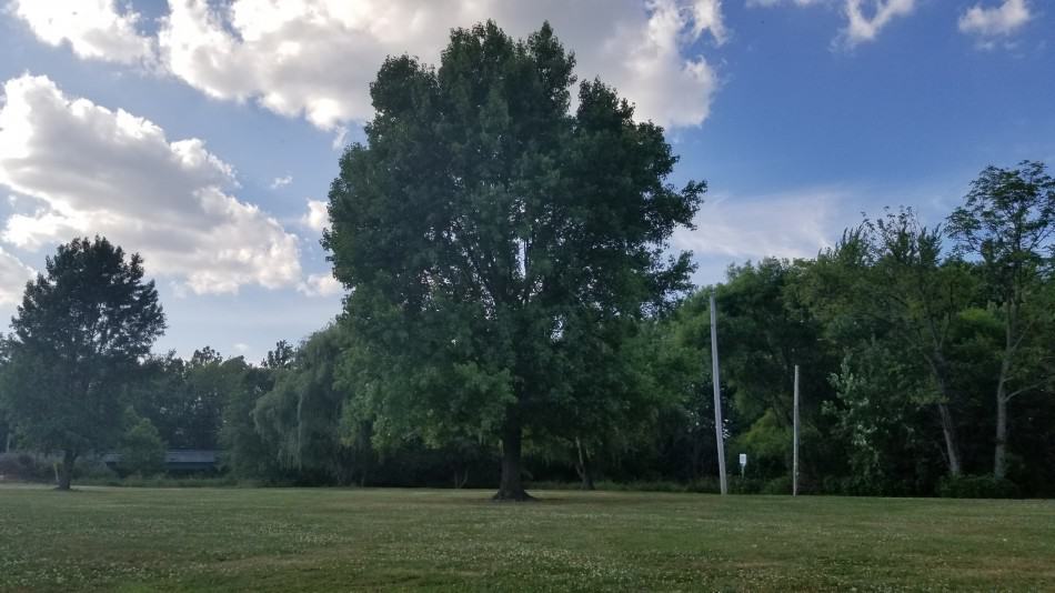 Sweet Gum Tree Uses GrowIt BuildIT