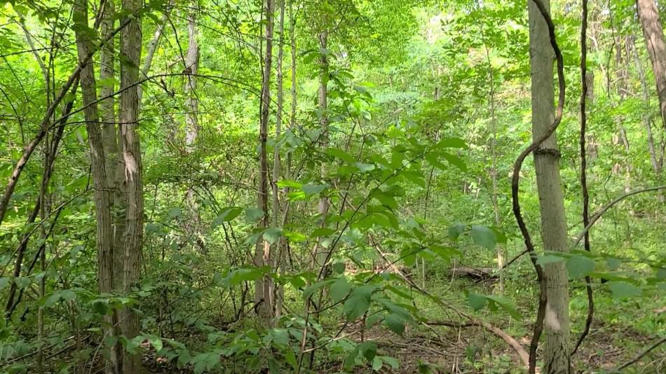 Complete Guide to Pawpaw Tree Asimina triloba GrowIt BuildIT