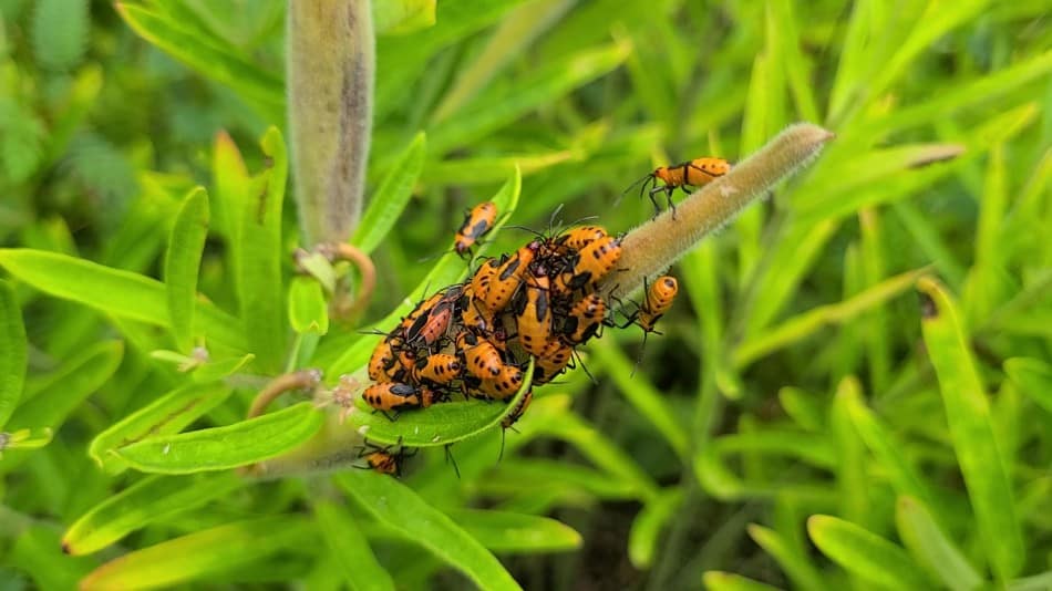 Swamp Milkweed 101 Guide to Asclepias Incarnata GrowIt BuildIT