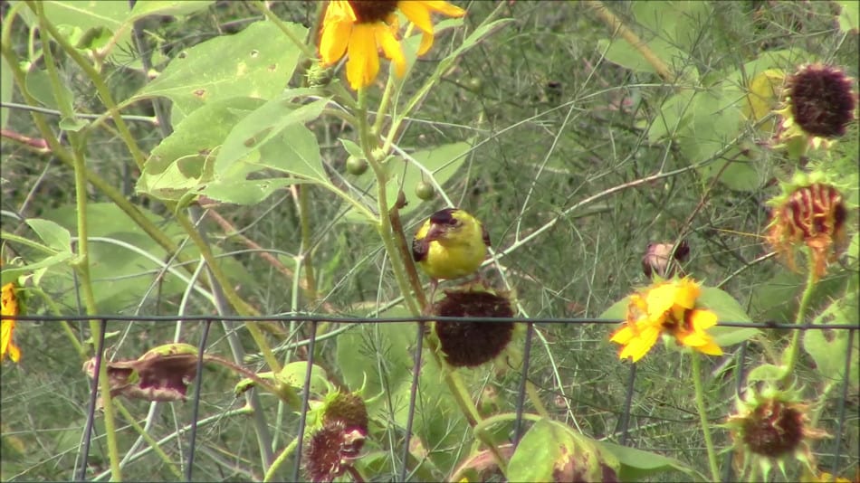 Wild Sunflowers 101 What, Why, and How To GROW! GrowIt BuildIT