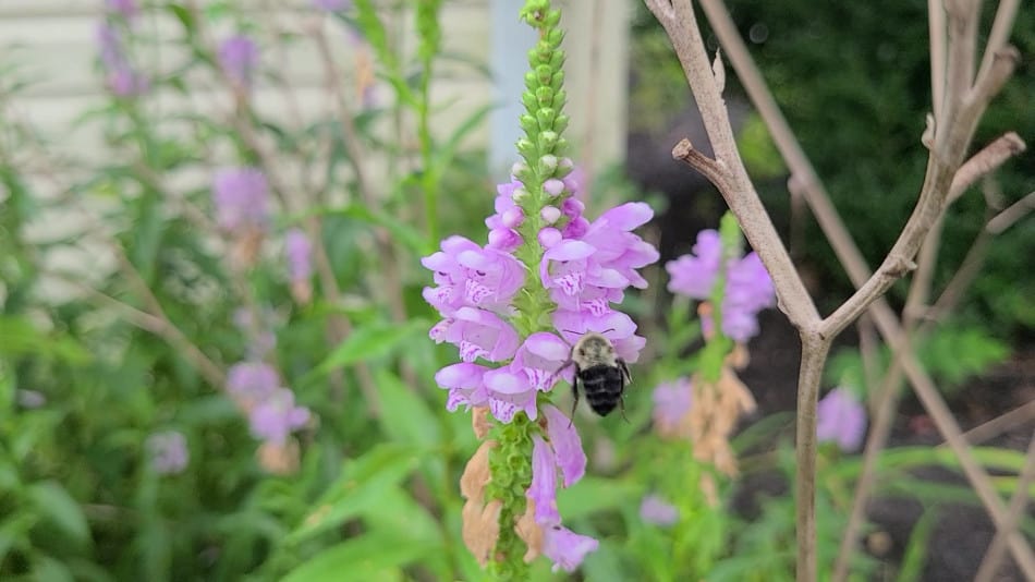 Obedient Plant A Complete Grow & Care Guide! GrowIt BuildIT