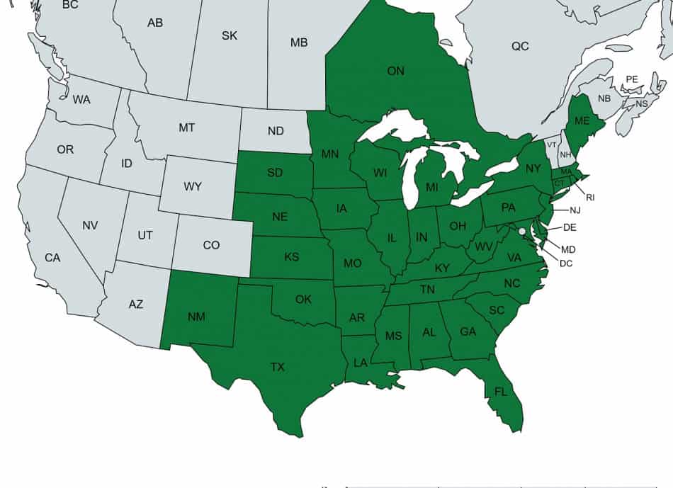 Partridge Pea 101 Complete Grow and Care Guide GrowIt BuildIT