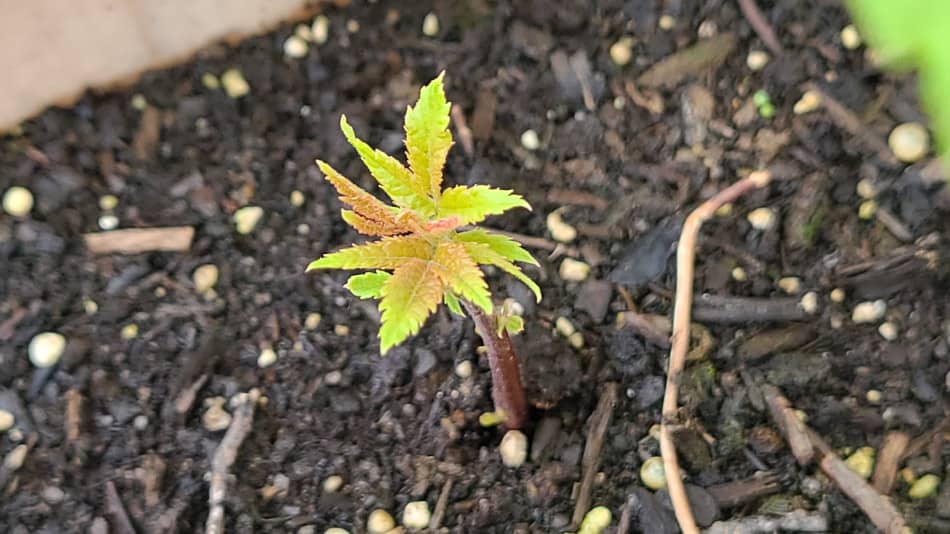 Complete Guide to Black Walnut Trees Juglans Nigra GrowIt BuildIT