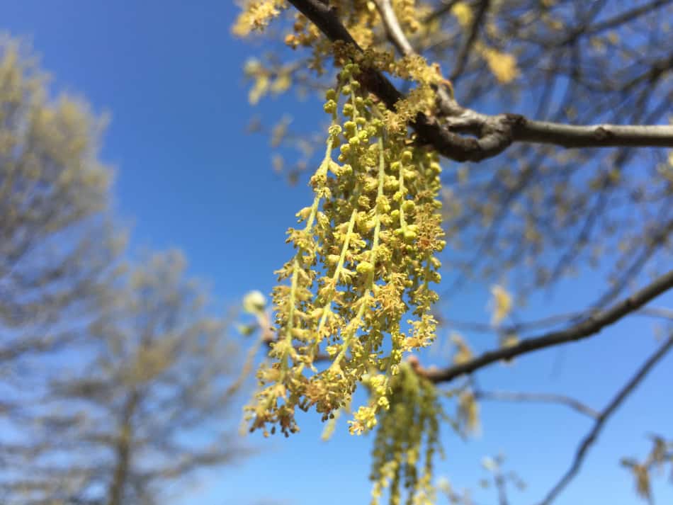Complete Guide to Pin Oak Trees, Quercus palustris GrowIt BuildIT
