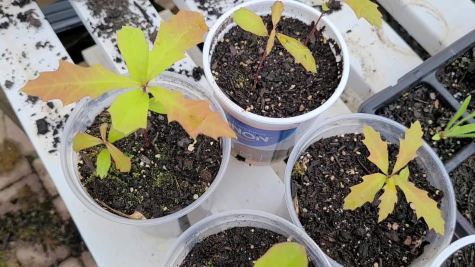 Complete Guide to Pin Oak Trees, Quercus palustris GrowIt BuildIT