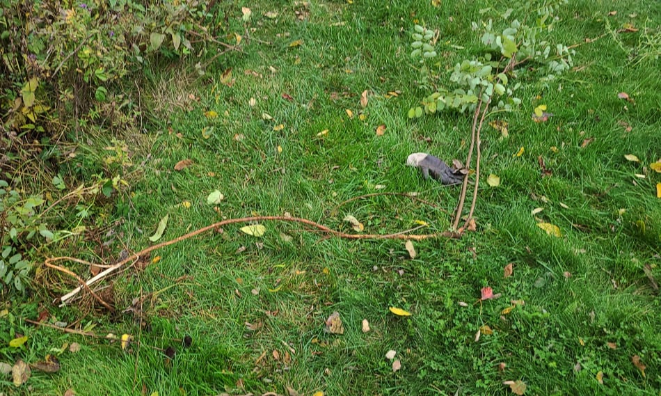 Complete Guide to Black Locust Tree What you NEED to know GrowIt