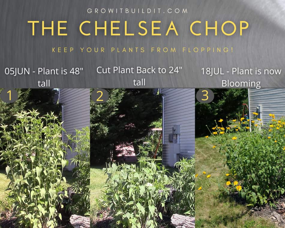 The Chelsea Chop What Is It, How & When To Do It GrowIt BuildIT