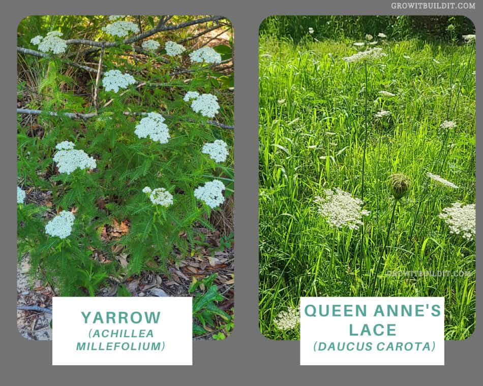 Yarrow A Complete Grow & Care Guide (Achillea millefolium) GrowIt