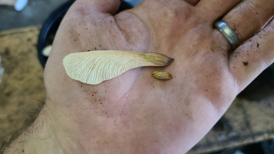 Silver Maple Tree Seeds