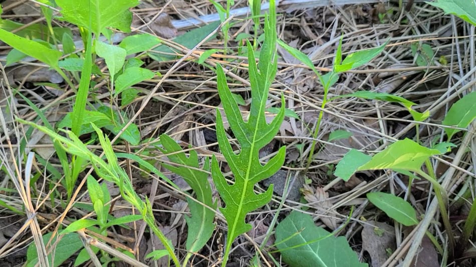 Compass Plant, A Complete Guide To Silphium laciniatum GrowIt BuildIT