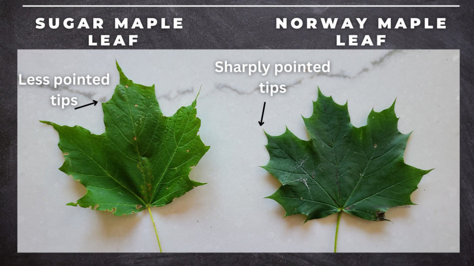 Maple Tree Identification A Complete Guide GrowIt BuildIT
