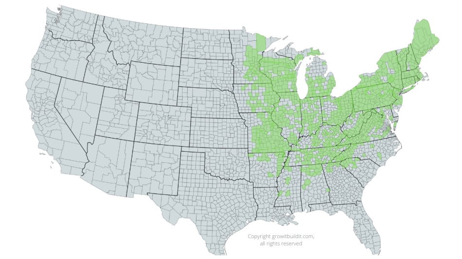 The Butternut Tree A Total Guide To This NutProducing Tree GrowIt