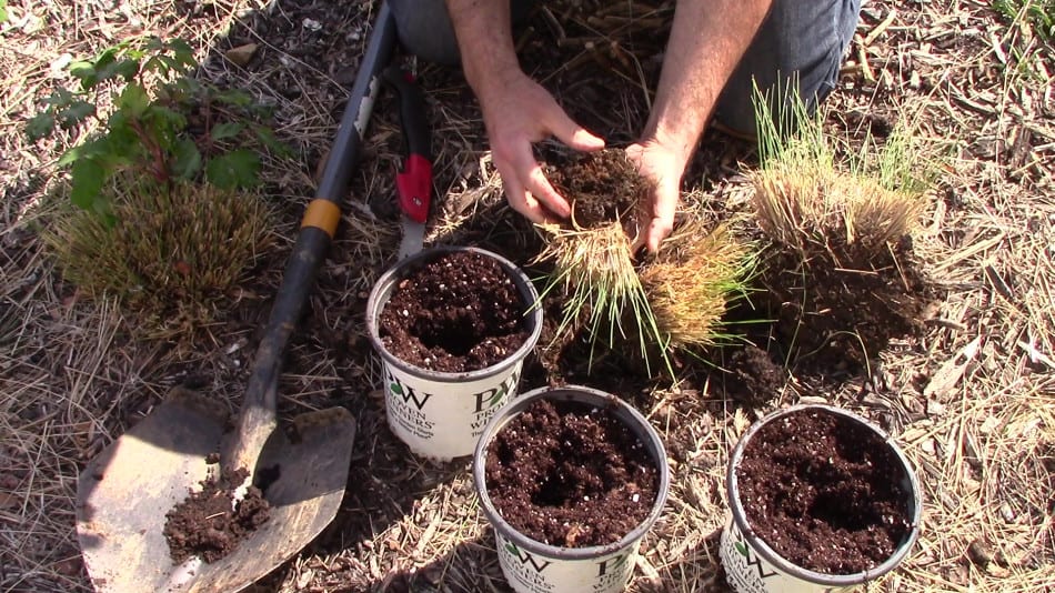 How to divide Ornamental Grass GrowIt BuildIT