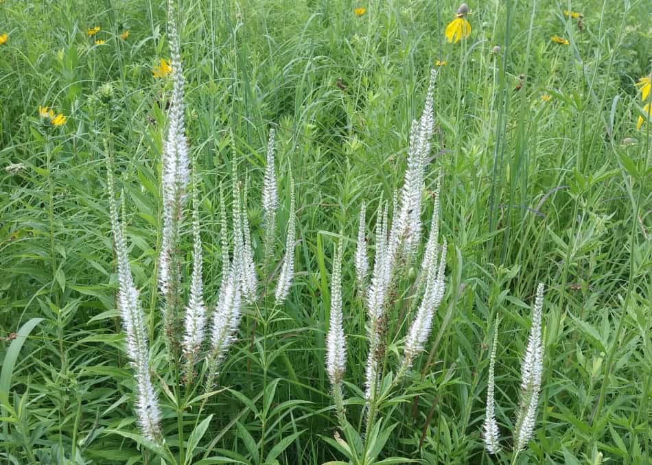 Complete Guide To Culver’s Root, (Veronicastrum virginicum) GrowIt