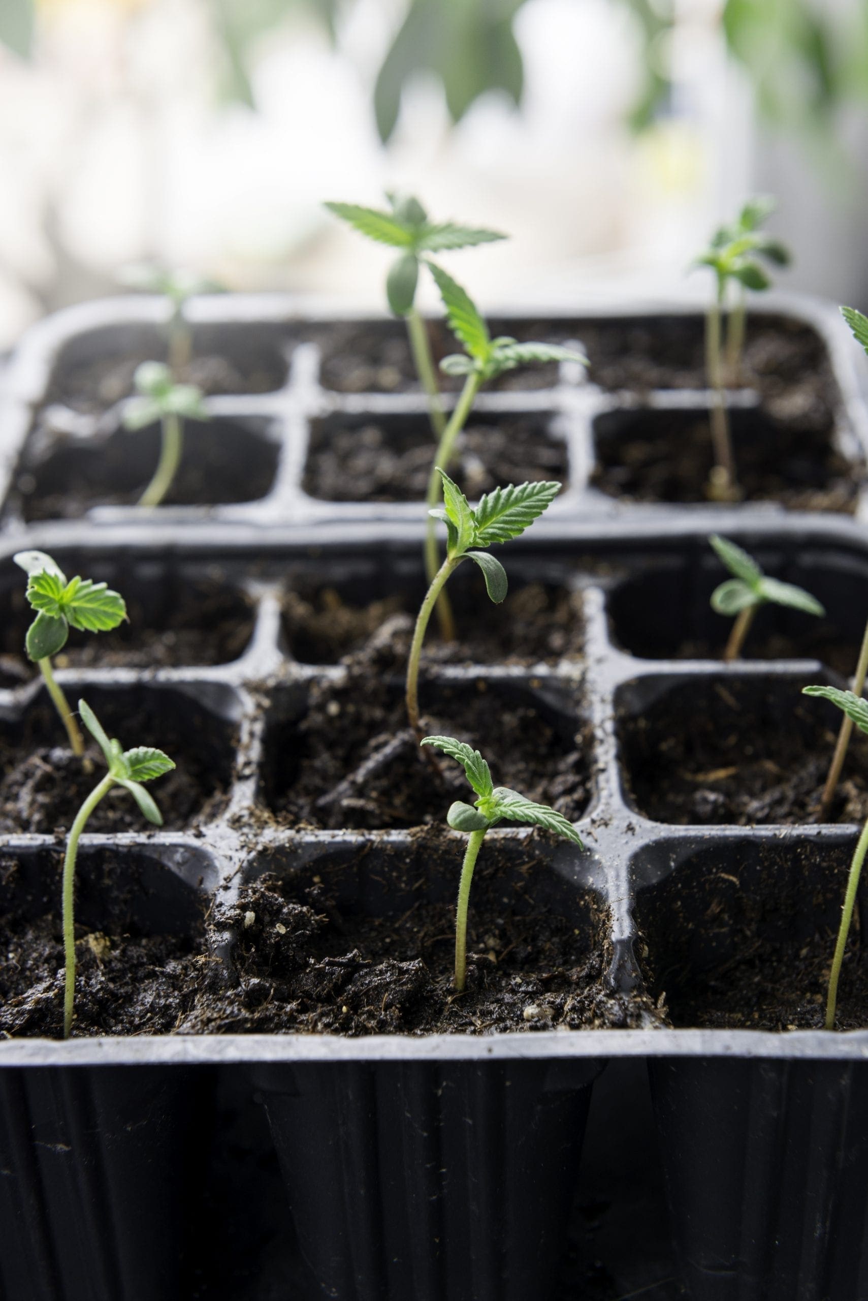 How to germinate Cannabis seeds a guide for beginners