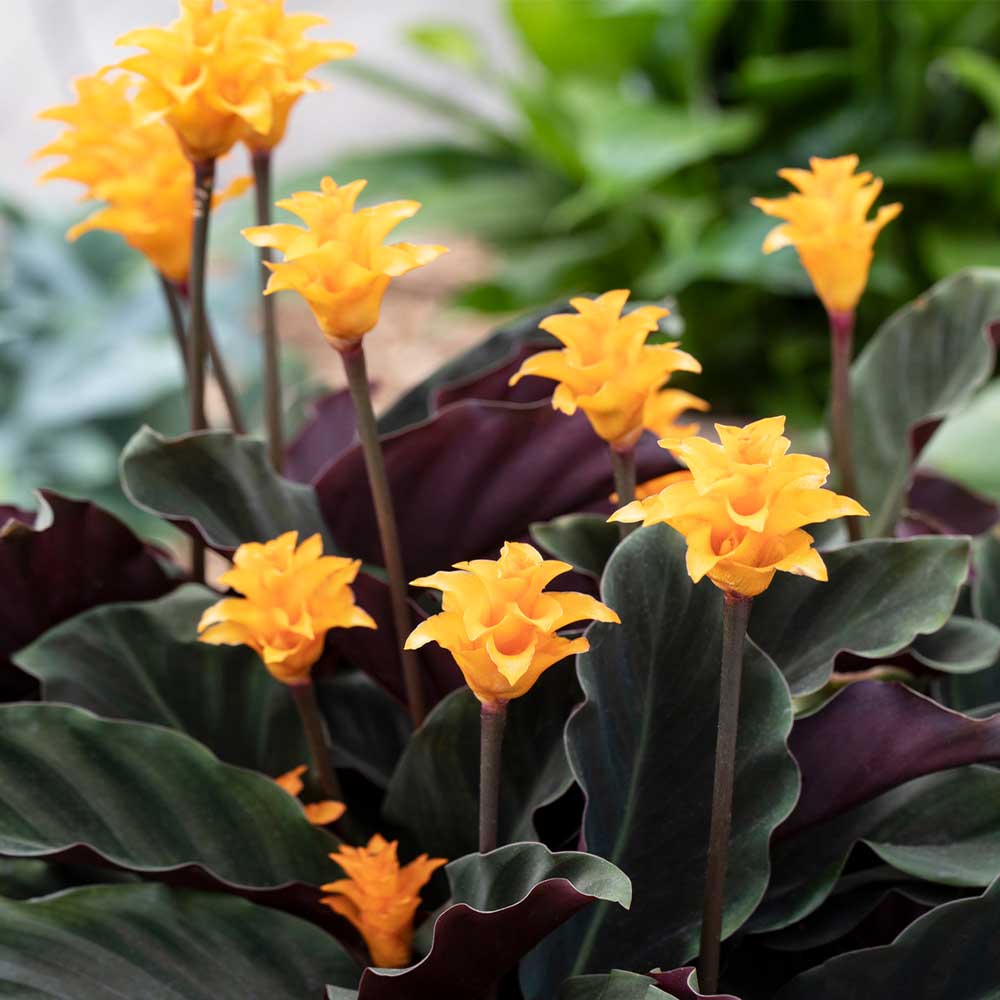 How to Propagate Calathea Crocata (Eternal Flame Plant) Garden and Plant Care