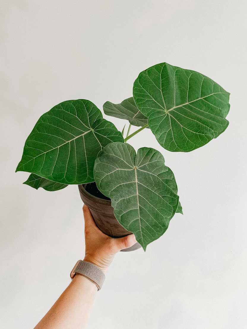 Ficus pumila Garden and Plant Care