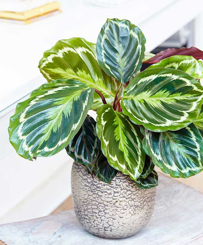 How to care for Calathea Medallion? Garden and Plant Care