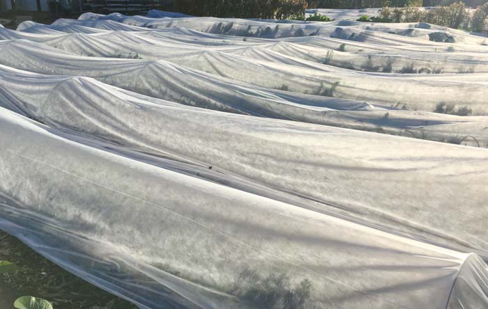 Fabric vs. Plastic Which is the Best Row Cover for Your Garden