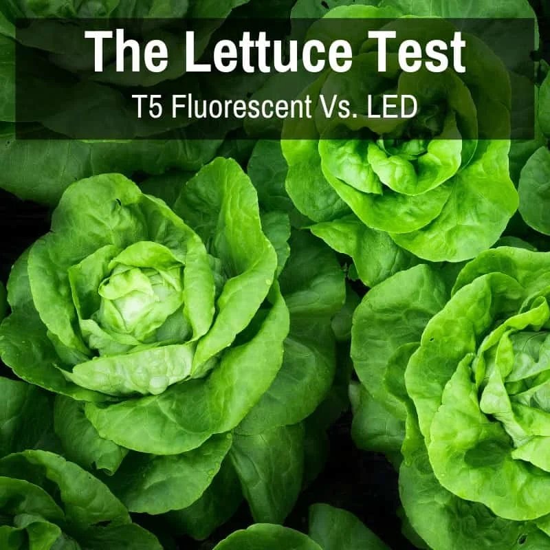 T5 Fluorescent Grow Light Vs. Low Watt LEDs In Lettuce Test