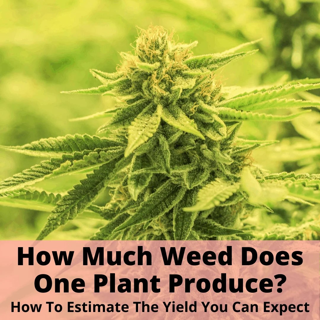 How Much Weed Does One Plant Produce?