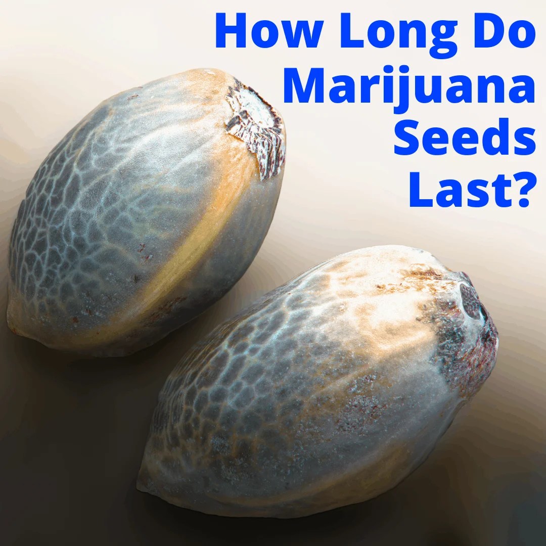 How Long Are Marijuana Seeds Good For?