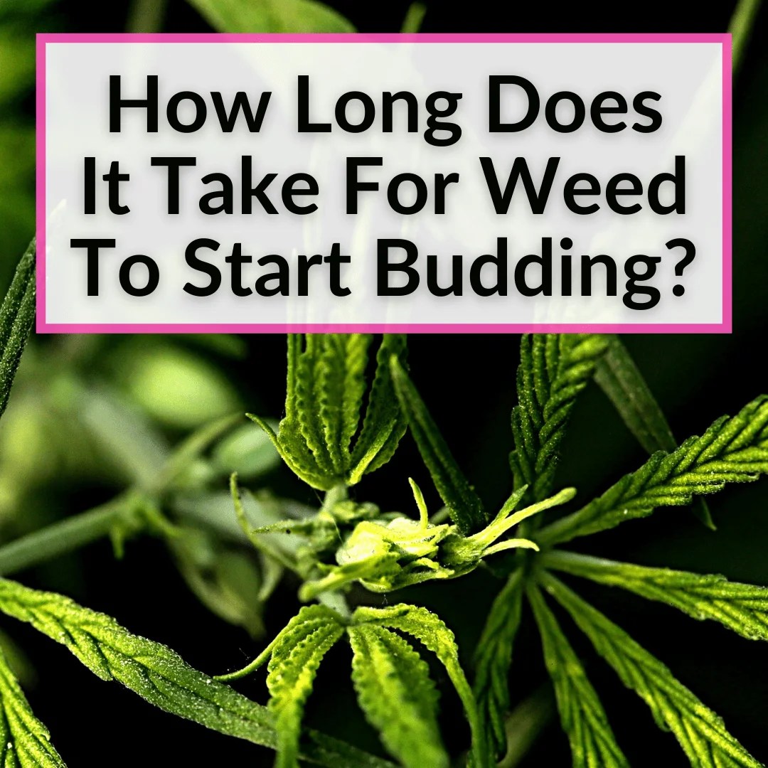 How Long Does It Take For Weed To Start Budding?
