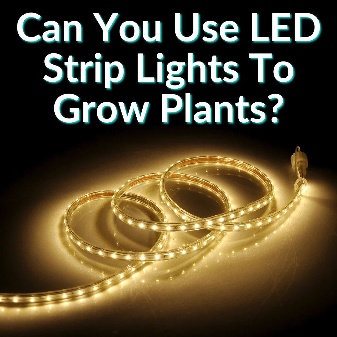 Can You Use LED Strip Lights To Grow Plants?