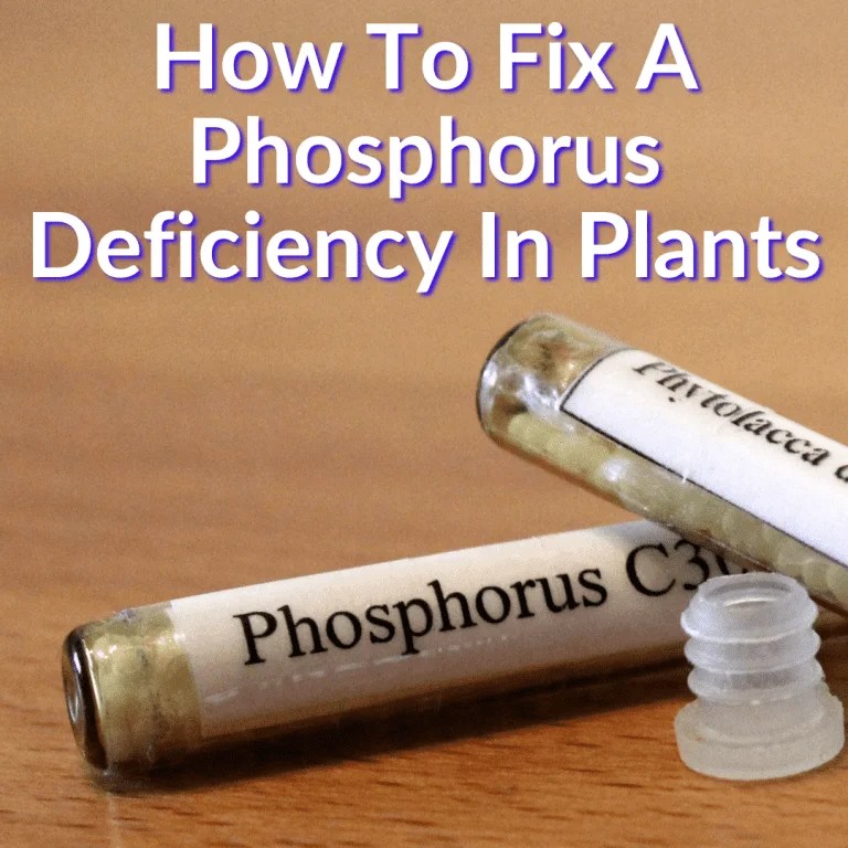 How To Fix Phosphorus Deficiency In Plants (A Simple Guide)