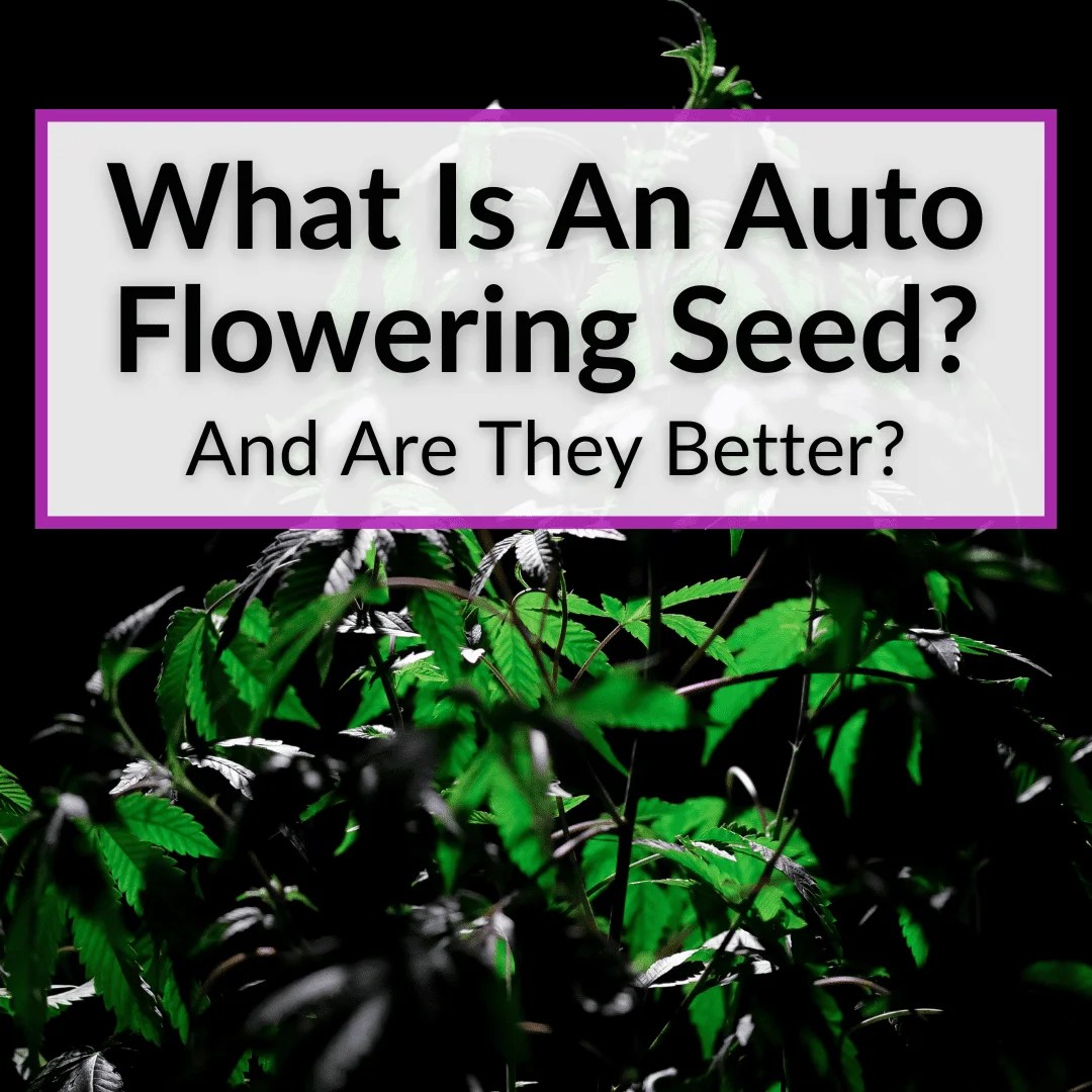 What Is An Auto Flowering Seed? (And Are They Better?)