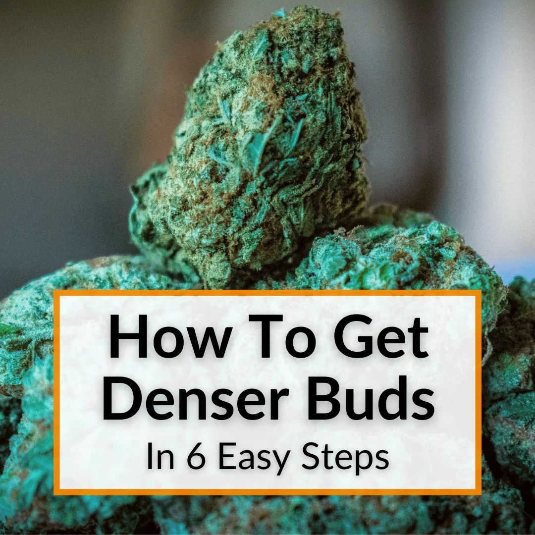 How To Get Denser Buds (In 6 Easy Steps)