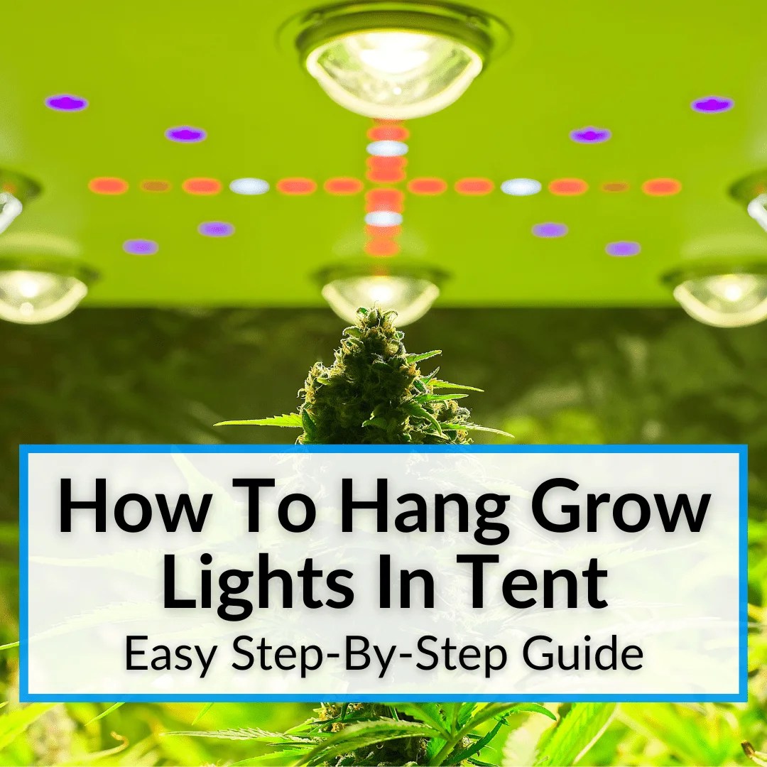 How To Hang Grow Lights In Tent (Easy StepByStep Guide)