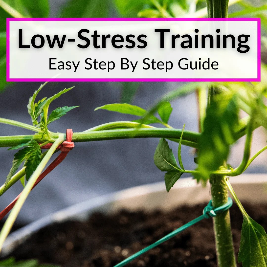 LowStress Training Step By Step (EasyToFollow Guide)