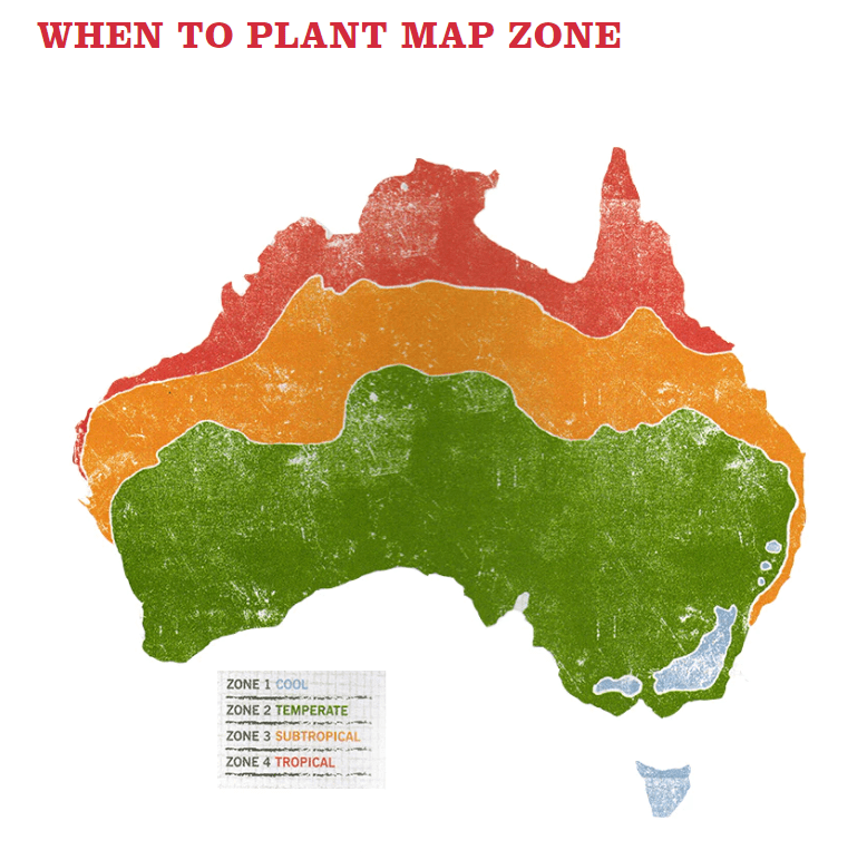 SUNFLOWER 'HISUN' HEIRLOOM SEEDS Grow Live Thrive