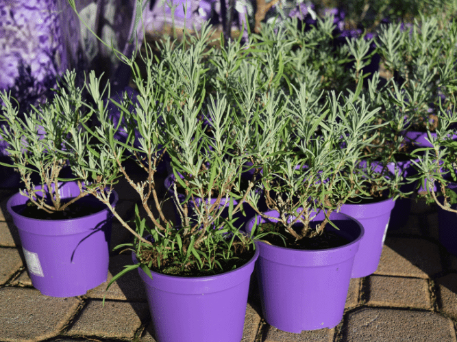 8 Tips For How To Plant Lavender With Ease Growmuse Beginner Gardening Tips for Busy People