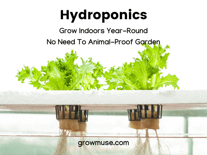 What Is Hydroponics? Fun Starter Kits For Quick Harvests