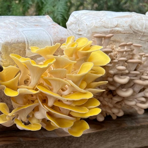 Growing Supplies Grow Mushrooms Canada