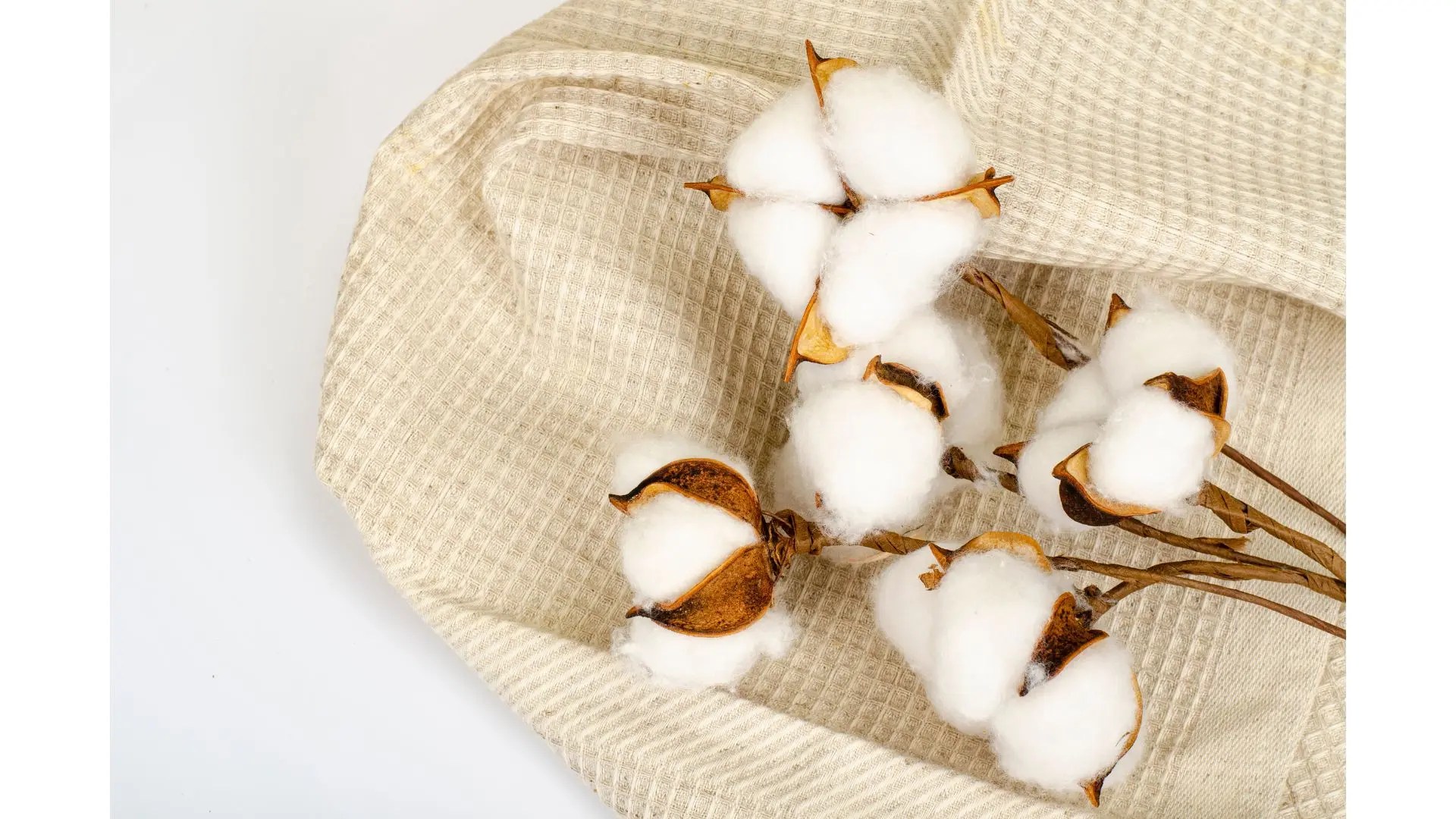 8 Fun Facts about Algodon Cotton Comfort!