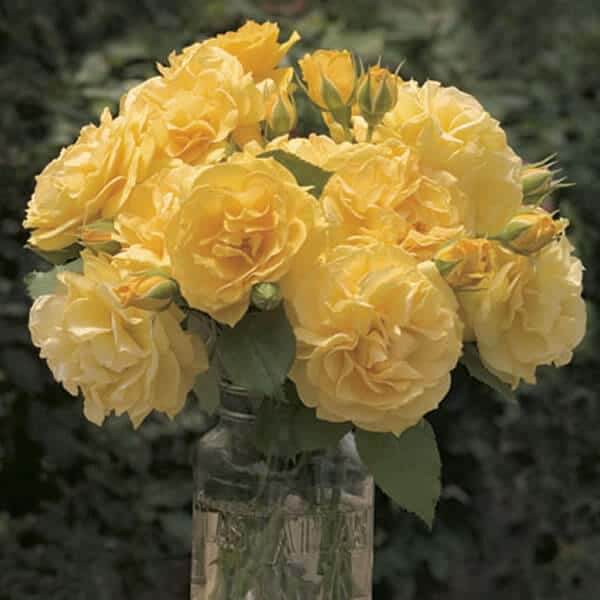 'Julia Child' Landscape Rose Grown By Overdevest