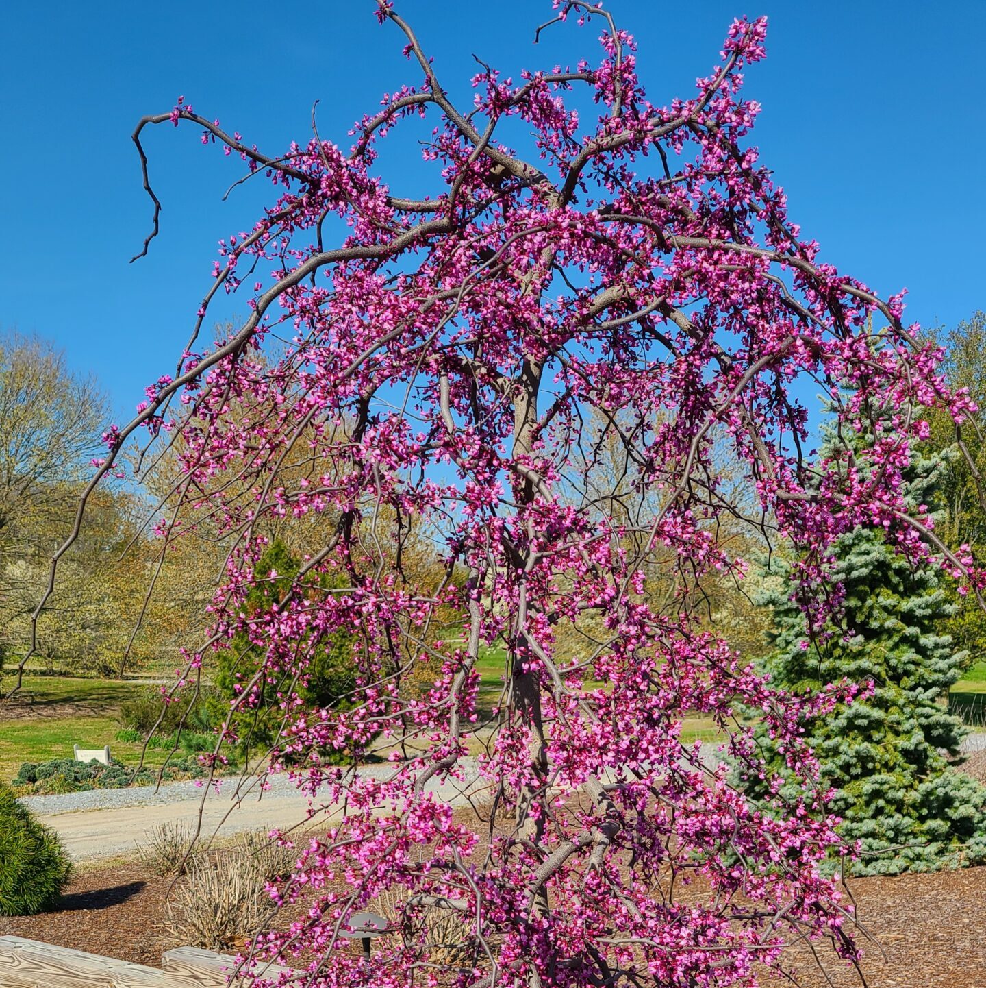 'Ruby Falls' Weeping Eastern Redbud Grown By Overdevest