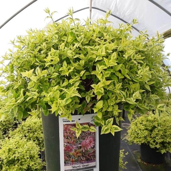 'Mardi Gras' Glossy Abelia Grown By Overdevest