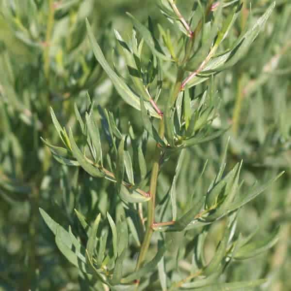 French Tarragon Grown By Overdevest