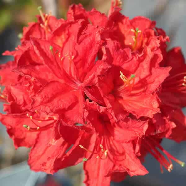 'Molalla Red' Exbury Azalea Grown By Overdevest