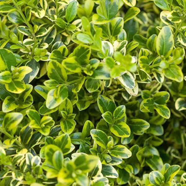 Wedding Ring® Boxwood Grown By Overdevest